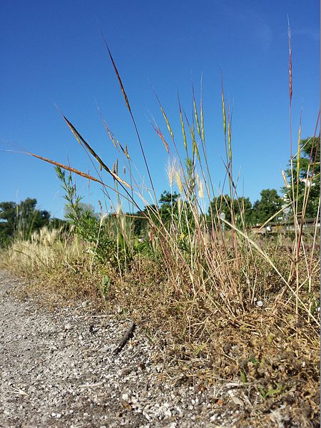 File:Aegilops cylindrica sl24.jpg