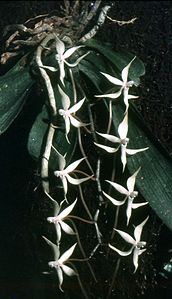 Aerangis thomsonii Orcs 001.jpg