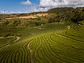 Image 639Aerial view of Gorreana tea fields, São Miguel Island, Azores, Portugal