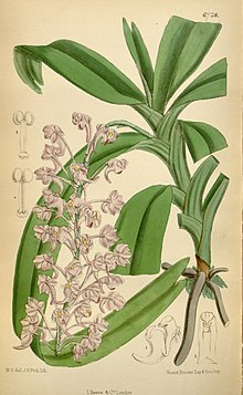 Aerides emericii.jpg