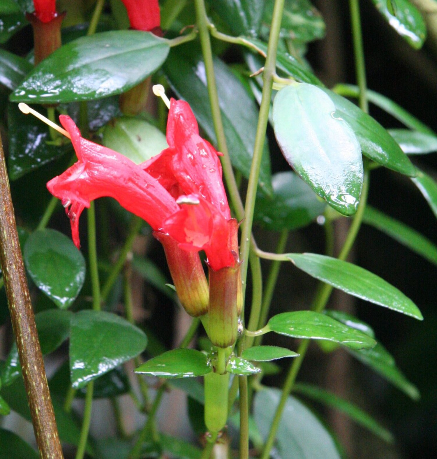 Campsis radicans - Wikipedia