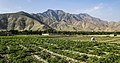 Afghan countryside.jpg