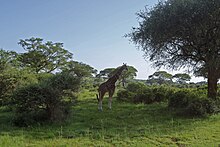 A giraffe stands in the shade of a tree