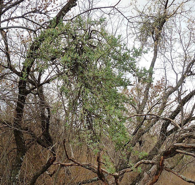 File:Agelanthus natalitius subsp zeyheri, habitus, Seringveld.jpg