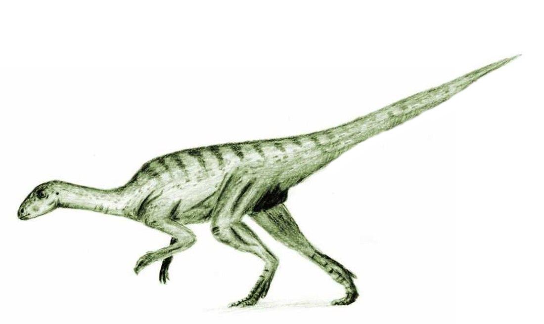 Agilisaurus