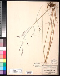 Agrostis hiemalis var subrepens Hitchc nmnhbotany 2091869 NMNH-00131757.jpg