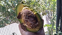 Corte transversal de un Aguacate o Palta con raíces dentro.