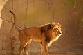 Lion at Al Ain Zoo