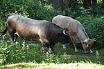 Vignette pour Albère (race bovine)