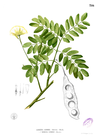 Albizia lebbek Blanco2.316.png