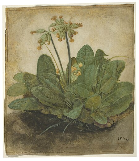 Tập_tin:Albrecht_Dürer,_Tuft_of_Cowslips,_1526,_NGA_74162.jpg