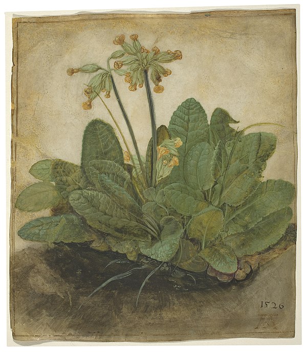 Tuft of Cowslips (1526) by Albrecht Dürer, gouache on vellum, collection of the National Gallery of Art