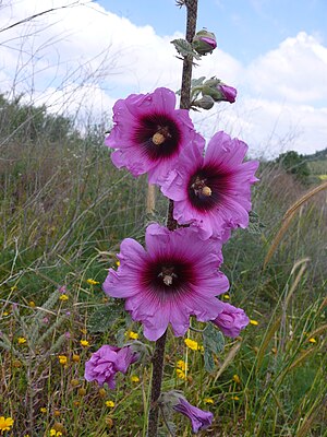 Alcea setosa, Israel