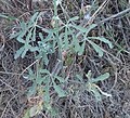 Leaf with narrower lobes