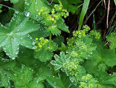 Alchemilla gracilis