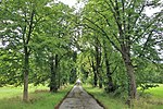 Geschützter Landschaftsbestandteil Allee Gut Schönfeld