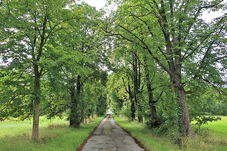 Allee Gut Schönfeld