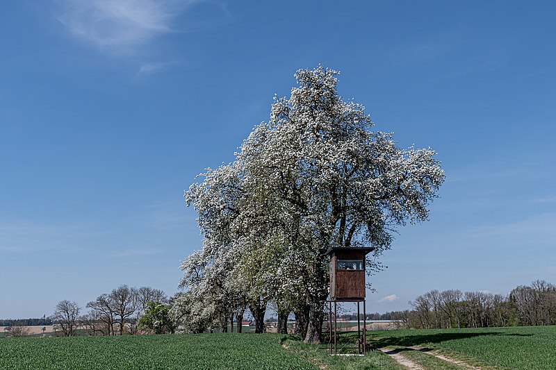 File:Allhaming Lindach Mostbirnenbäume-8777.jpg