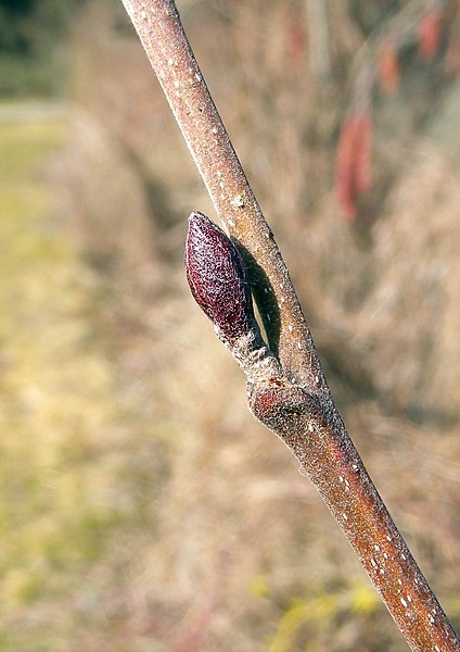 File:Alnus incana bud.jpg