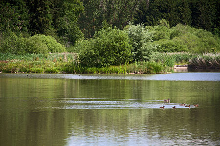 Am Linsenbergweiher 05