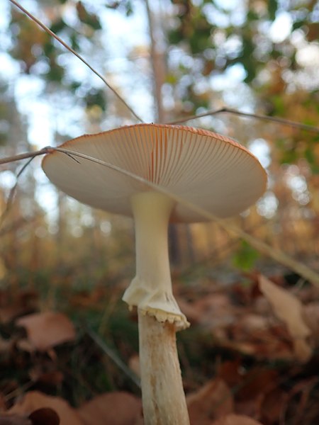 File:Amanita muscaria 103224515.jpg