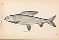 American game fishes - their habits, habitat, and peculiarities, how, when, and where to angle for them ((c1892)) (18121068616).jpg