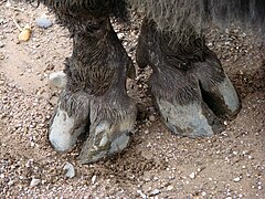 Horse hooves. Копыто бизона.