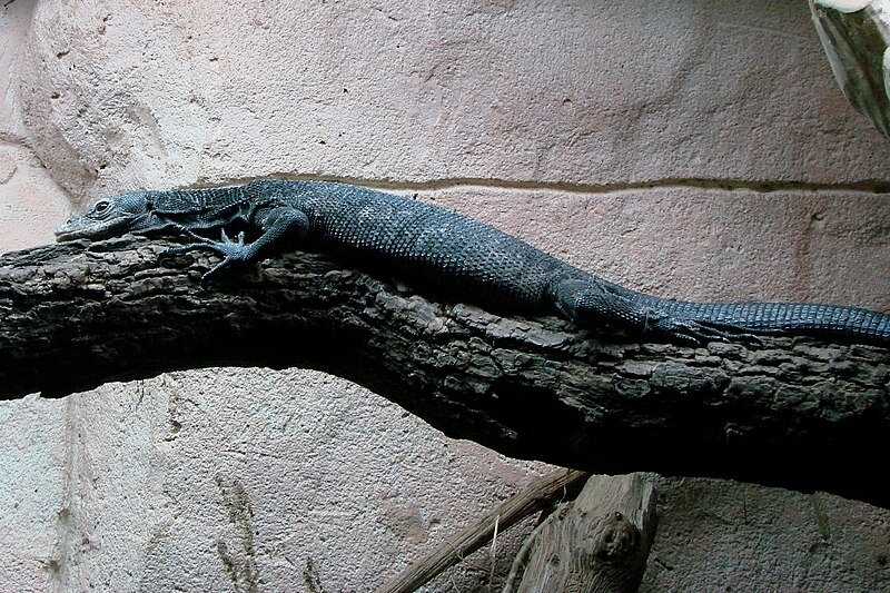 File:Amneville Varanus beccarii 27 08 2010 1.jpg