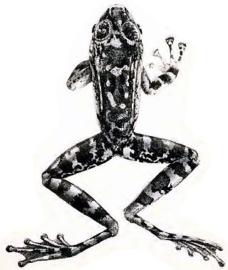 <i>Amolops larutensis</i> Species of frog