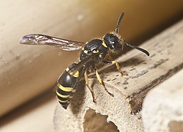 Ancistrocerus nigricornis