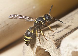 <i>Ancistrocerus nigricornis</i> Species of wasp