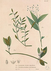 Aneilema umbrosum var. ovato-oblongum, Alternanthera littoralis.jpg