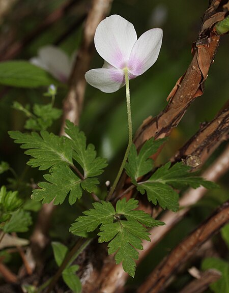 Tập_tin:Anemone_nikoensis_(side).JPG