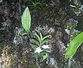 Angraecum pectinatum Mauritius