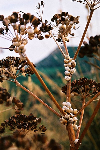 Colonies of snails in Sicily