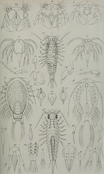 File:Annales des sciences naturelles (1867 - 1867) (17783086744).jpg