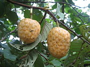 非洲番荔枝（英语：Annona senegalensis） African custard-apple