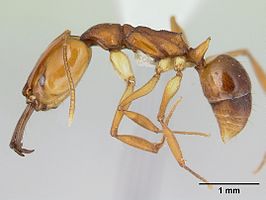 Anochetus diegensis