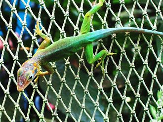 Anolis marmoratus marmoratus Anolis marmoratus (Leopard anole), Burgers zoo, Arnhem, the Netherlands.jpg