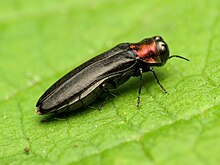 Another Red-necked Cane Borer - Flickr - treegrow.jpg