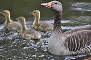 Graugans typisch hellgrau-braun gezeichnetes recht eintönig wirkendes gefieder am Hals längs gefurcht, mit dickem orangenem Schnabel, Jungen noch bedaunt. Alttier ist etwas ungehalten darüber das es und seine Jungen fotografiert werden.