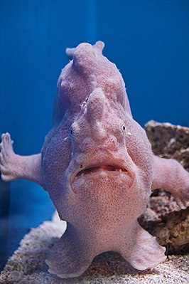 Commerson's frogfish (Antennarius commerson)