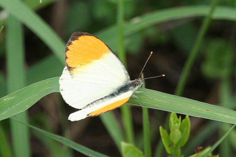 File:Anthocharis cardamines in Holland.jpg