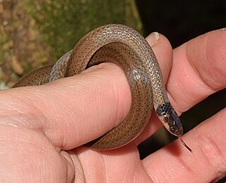 <i>Aparallactus capensis</i> Species of snake