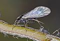 aphid with wings