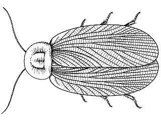 <i>Aphthoroblattina</i> Extinct genus of cockroaches