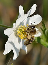 Ett honungsbi Apis mellifera pollinerar