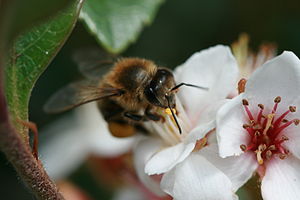 Apis mellifera (Western honeybee)