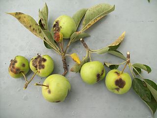 <span class="mw-page-title-main">Apple scab</span> Plant disease caused by fungus