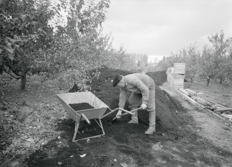 File:Appletree orchard (JOKAMT2Pu27-1).tif